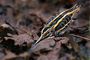 BUITEN BEELD Foto: 451773