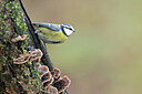 BUITEN BEELD Foto: 451788