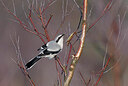 BUITEN BEELD Foto: 451826