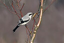 BUITEN BEELD Foto: 451827