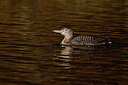 BUITEN BEELD Foto: 451830