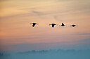 BUITEN BEELD Foto: 451834