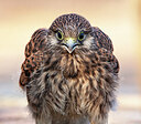 BUITEN BEELD Foto: 451869