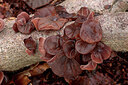 BUITEN BEELD Foto: 451893