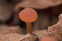 BUITEN BEELD Foto: 451894