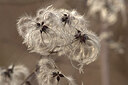 BUITEN BEELD Foto: 451895