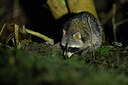 BUITEN BEELD Foto: 451904