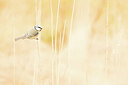 BUITEN BEELD Foto: 451922