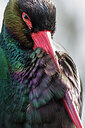 BUITEN BEELD Foto: 451924
