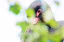BUITEN BEELD Foto: 451925