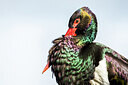 BUITEN BEELD Foto: 451926