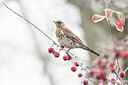 BUITEN BEELD Foto: 451929