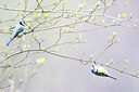 BUITEN BEELD Foto: 451932