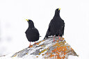 BUITEN BEELD Foto: 451952
