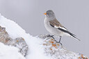 BUITEN BEELD Foto: 451956