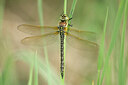 BUITEN BEELD Foto: 451995