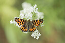 BUITEN BEELD Foto: 451996