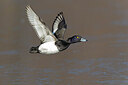 BUITEN BEELD Foto: 452000