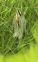 BUITEN BEELD Foto: 452019