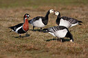 BUITEN BEELD Foto: 452043