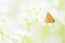 BUITEN BEELD Foto: 452060