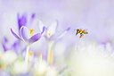 BUITEN BEELD Foto: 452066