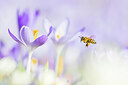 BUITEN BEELD Foto: 452067