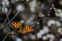 BUITEN BEELD Foto: 452068