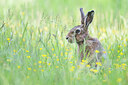 BUITEN BEELD Foto: 452092
