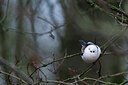 BUITEN BEELD Foto: 452100