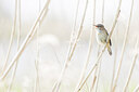 BUITEN BEELD Foto: 452112
