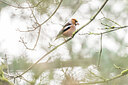 BUITEN BEELD Foto: 452117