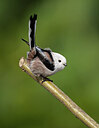 BUITEN BEELD Foto: 452126