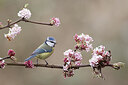 BUITEN BEELD Foto: 452127
