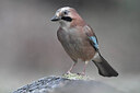 BUITEN BEELD Foto: 452142
