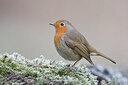 BUITEN BEELD Foto: 452145