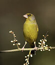 BUITEN BEELD Foto: 452155