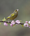 BUITEN BEELD Foto: 452162