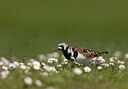 BUITEN BEELD Foto: 452173