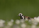 BUITEN BEELD Foto: 452175