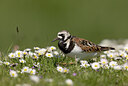 BUITEN BEELD Foto: 452176