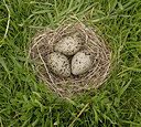 BUITEN BEELD Foto: 452177