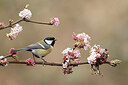 BUITEN BEELD Foto: 452183