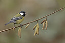 BUITEN BEELD Foto: 452188