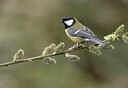 BUITEN BEELD Foto: 452190