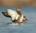 BUITEN BEELD Foto: 452198