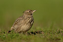 BUITEN BEELD Foto: 452202