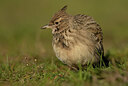 BUITEN BEELD Foto: 452203