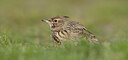BUITEN BEELD Foto: 452205