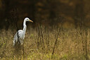 BUITEN BEELD Foto: 452208
